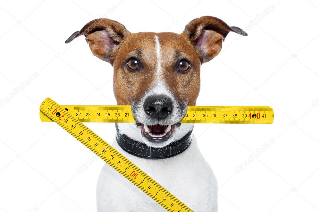 Handyman dog with a yellow folding ruler