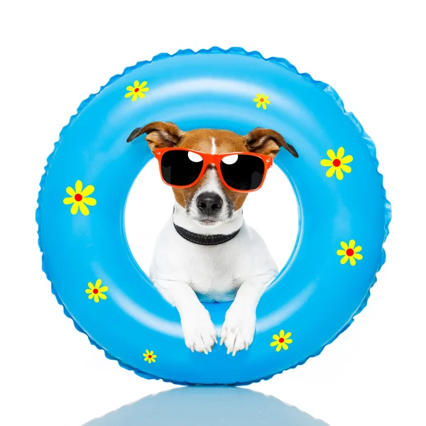 Havalı yatak ile güneşlenme köpek — Stok fotoğraf