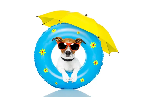 Banho de sol cão com colchão de ar — Fotografia de Stock