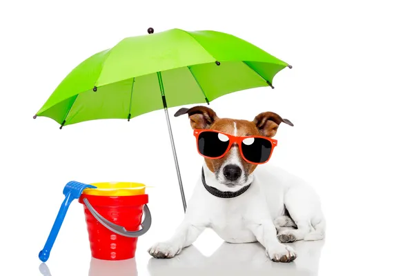 Bain de soleil pour chien avec matelas gonflable — Photo