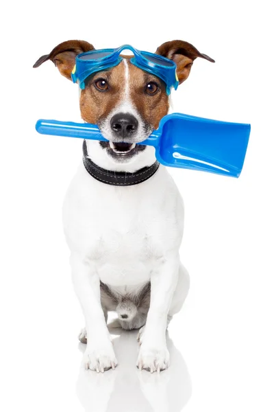 Собака в очках и лопате — стоковое фото