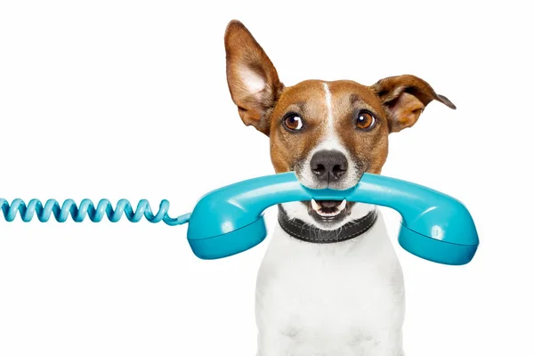 Dog on the phone and looking the side — Stock Photo, Image
