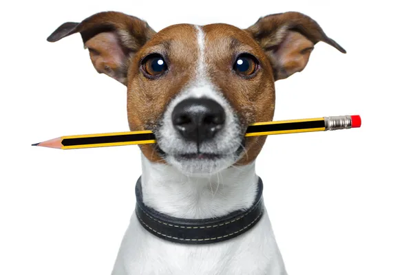 Perro con lápiz y goma de borrar —  Fotos de Stock
