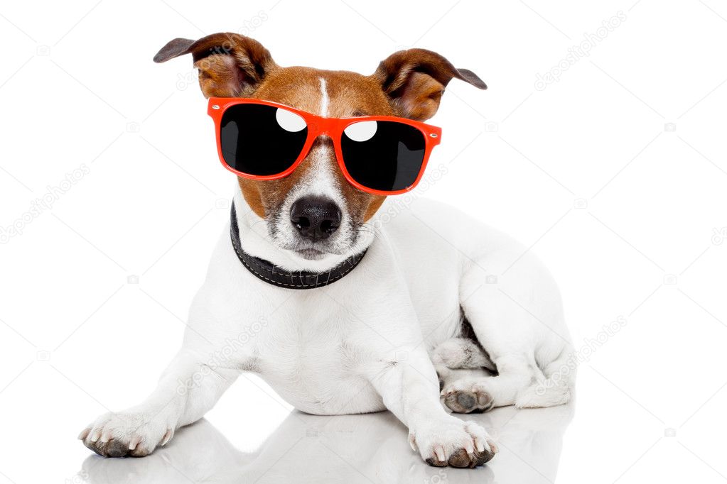 Dog with red shades on