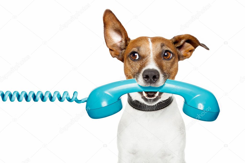 Dog on the phone and looking the side
