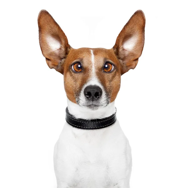 Loco perro con grandes ojos perezosos —  Fotos de Stock