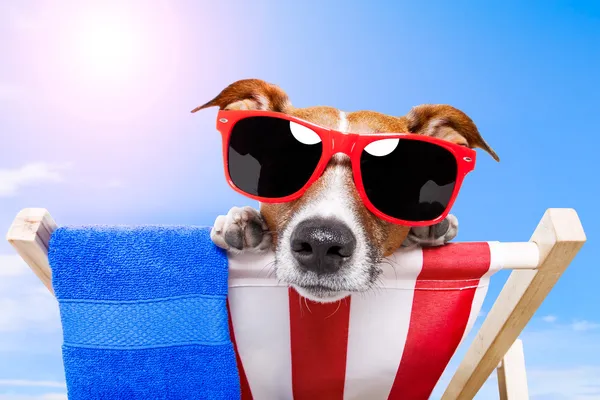 Dog sunbathing — Stock Photo, Image