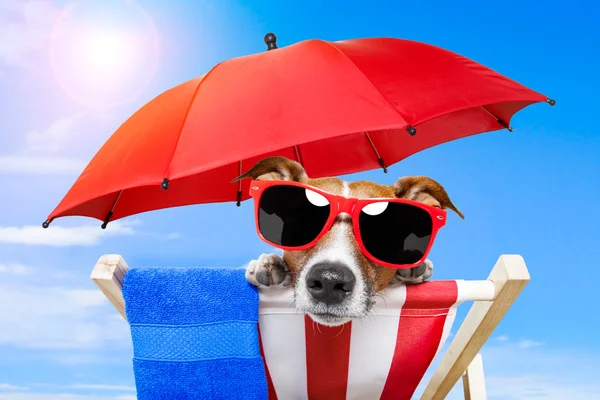 Banho de sol para cães — Fotografia de Stock