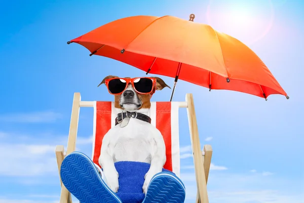 Cão em uma cadeira de praia — Fotografia de Stock