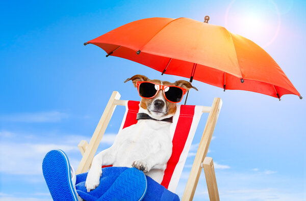 Dog on a deck chair