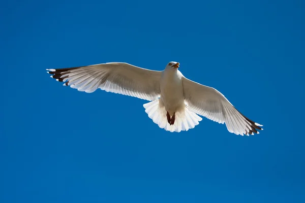 stock image Seagull