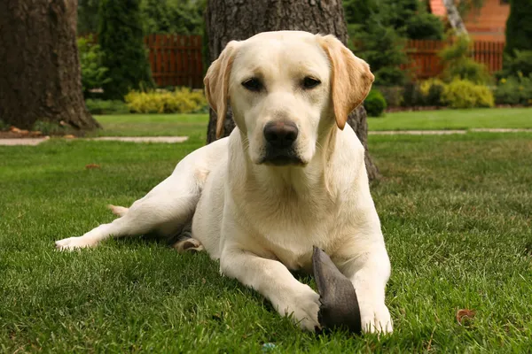Labrador amarelo retriever — Fotografia de Stock