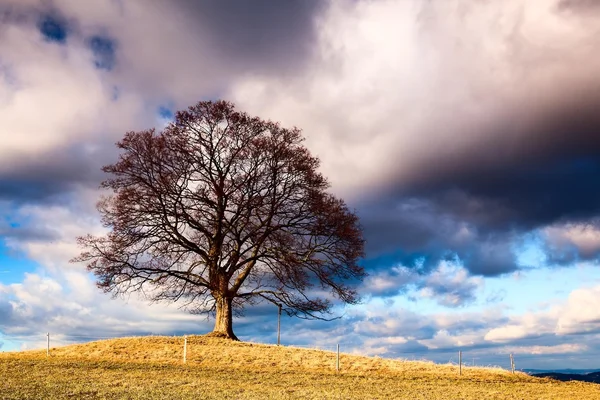 Památný strom — Stock fotografie
