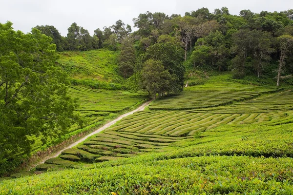 stock image Tea fields