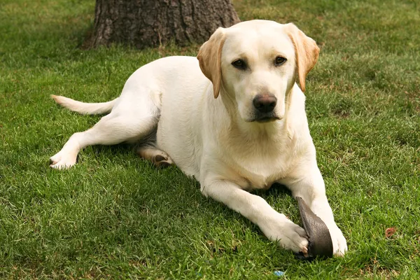 Labrador amarillo retriever — Foto de Stock