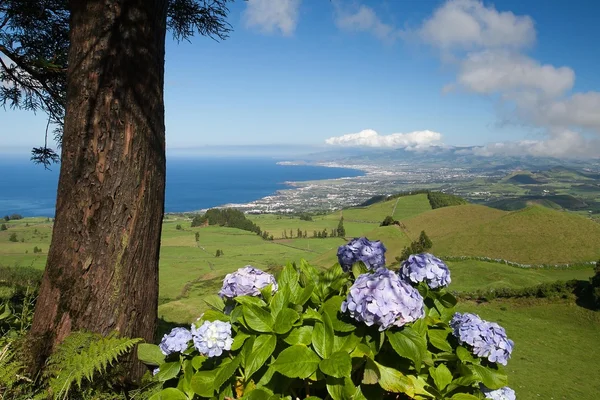 Azores - Sao Miguel — Foto de Stock