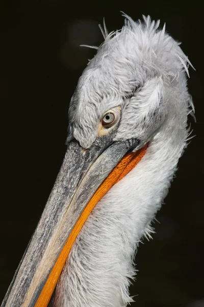 Pelikan — Zdjęcie stockowe