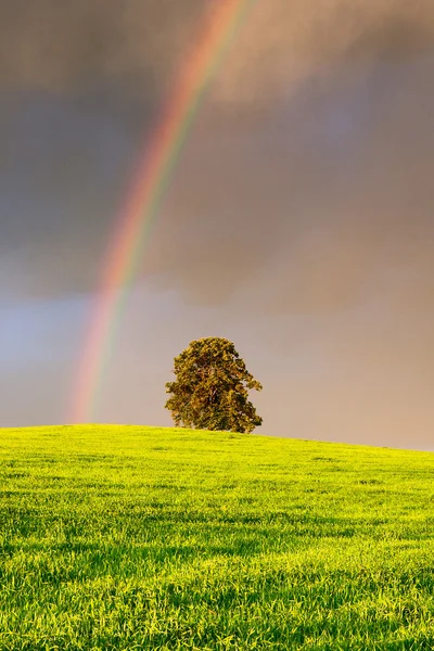 Der Regenbogen — Stockfoto