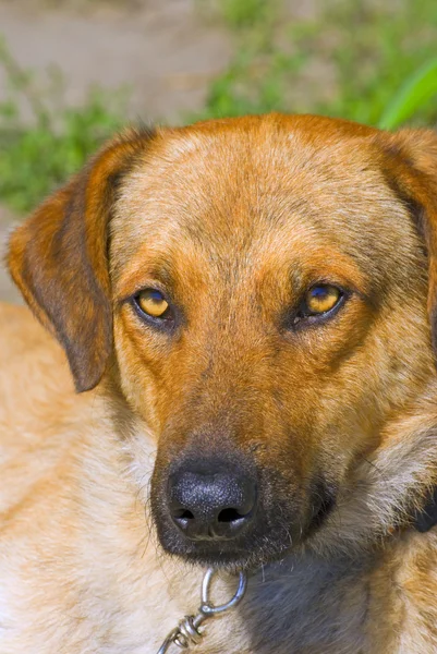 stock image Dog portrait