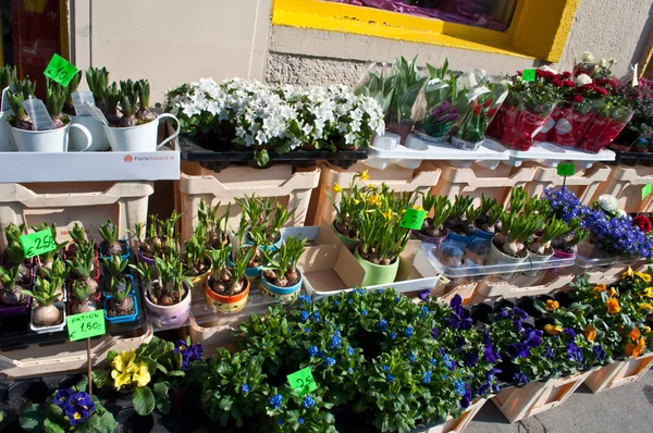Blumenmarkt im Frühjahr Stockbild