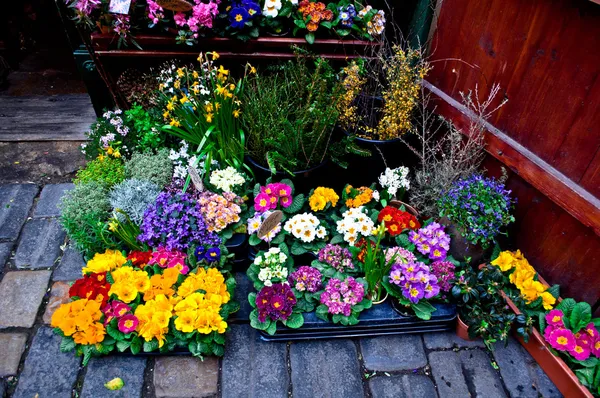 Blumenmarkt im Frühjahr lizenzfreie Stockfotos