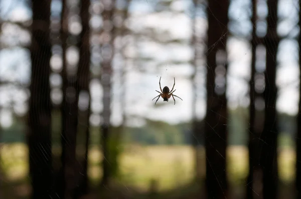 onun Web Spider