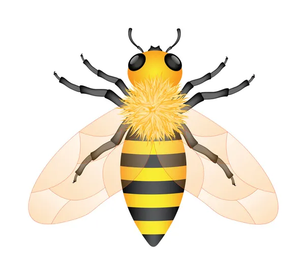 꿀벌 — 스톡 벡터