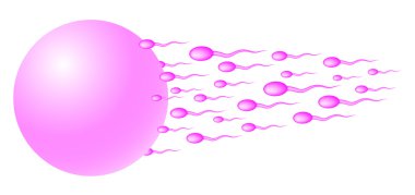 Sperm heading for the egg clipart