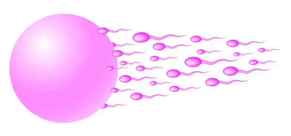 Сперма направляется к яйцу — стоковый вектор