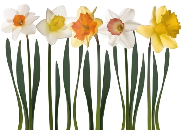 Narcis květiny — Stockový vektor