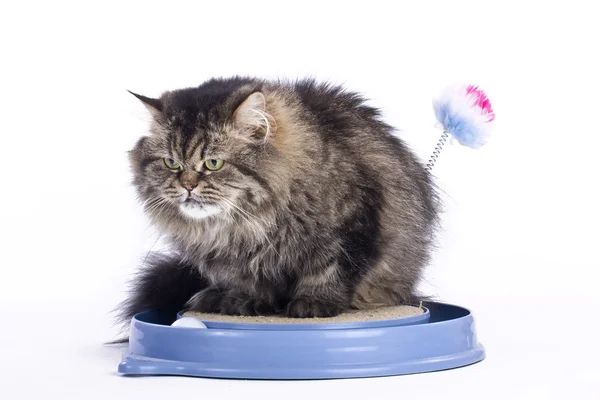 The persian cat sharpens its claws — Stock Photo, Image