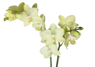 Yellow beautiful orchid clipart