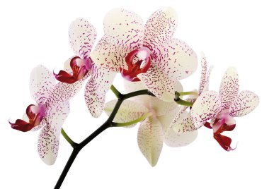 Beautiful orchid flowers clipart