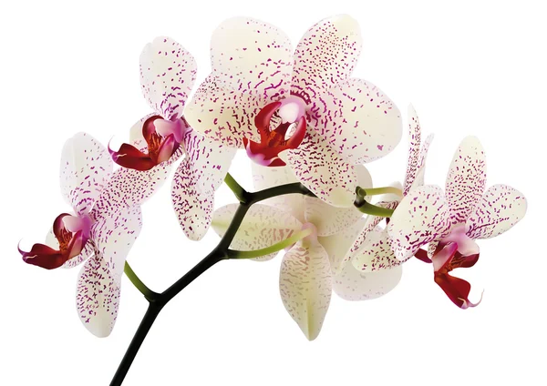 Lindas flores de orquídea — Vetor de Stock