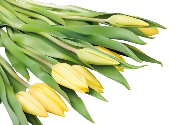 Flores de tulipán amarillo — Vector de stock