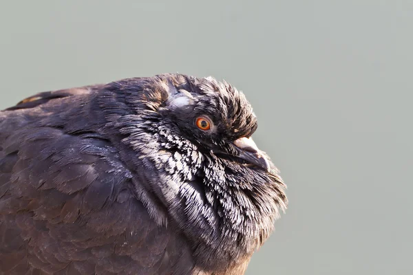 Closeup pigeon — Stock Photo, Image