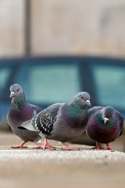 Trois pigeons — Photo