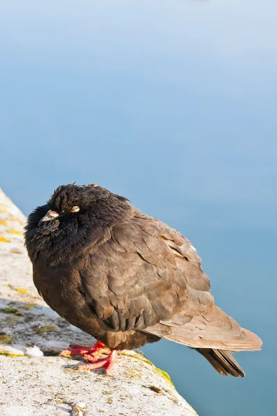 Pigeon à gros nez — Photo