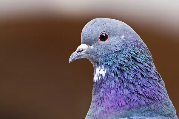 Tête de pigeon — Photo