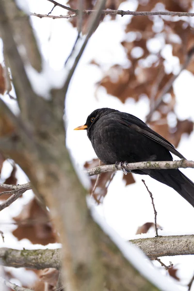 Oiseau noir — Photo