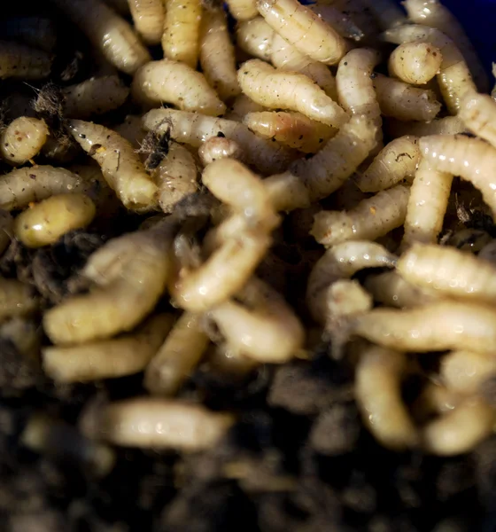 Stock image Fishworms