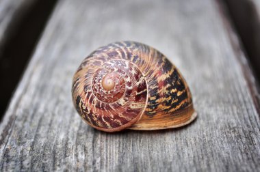 Land snail shell clipart