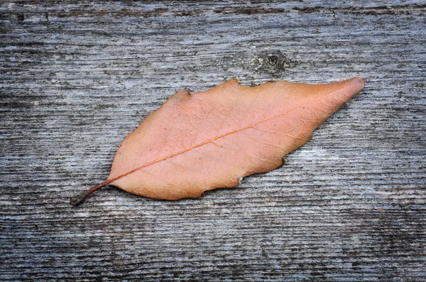 stock image Dry leaf