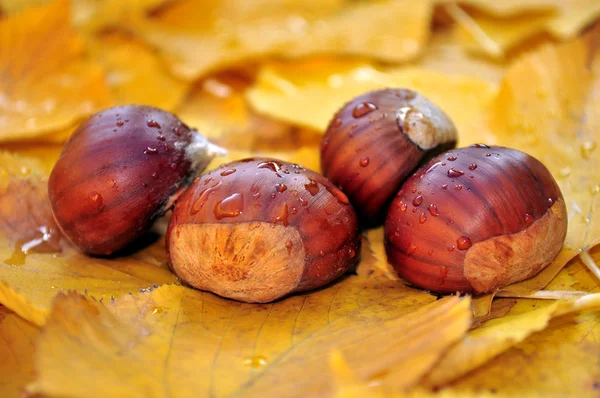 Chestnuts and autumn leaves — Stock Photo, Image
