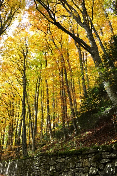 stock image Wood with golden leaves