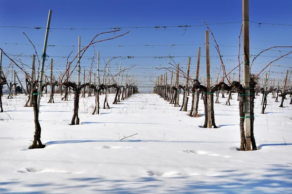 Vingård i vinter med snö — Stockfoto