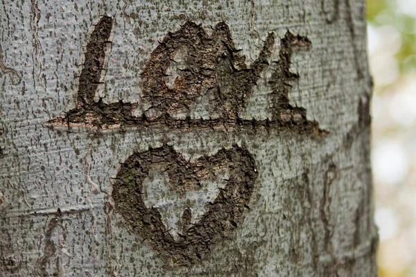 stock image Tree of love