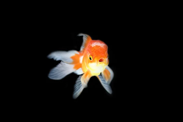 Gold fish — Stock Photo, Image