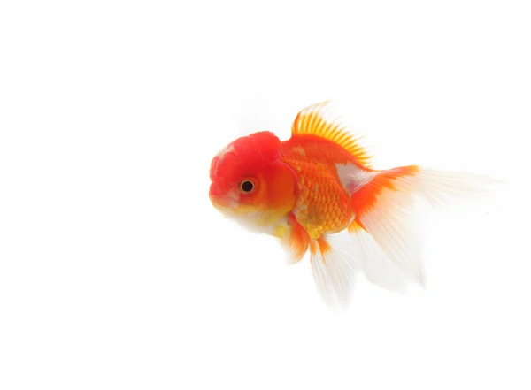 Gold fish — Stock Photo, Image