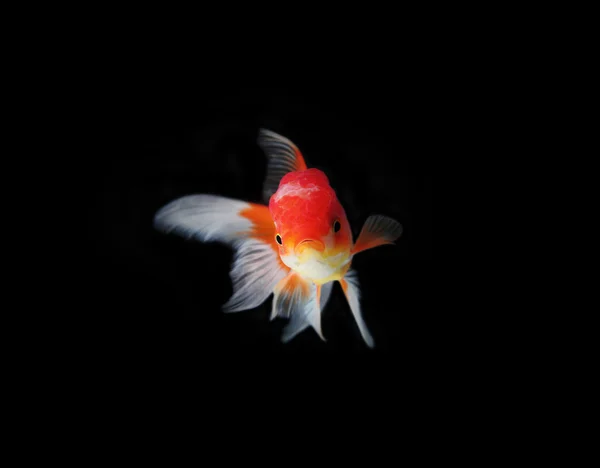 金の魚 — ストック写真